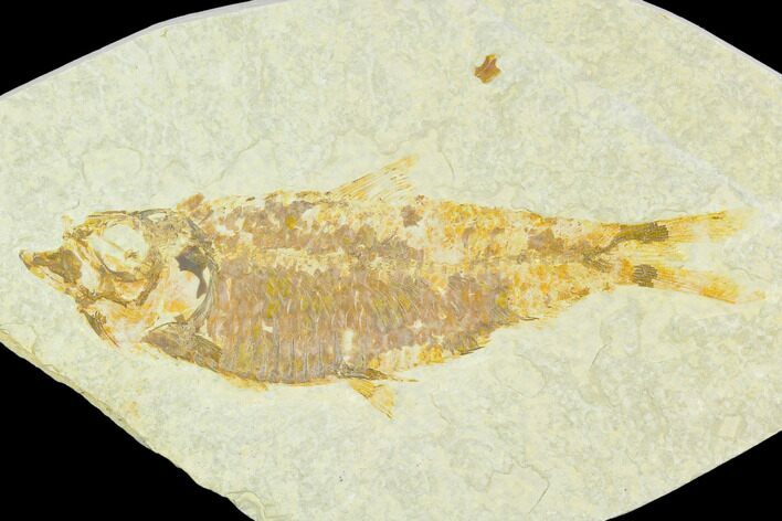 Fossil Fish (Knightia) - Green River Formation #126201